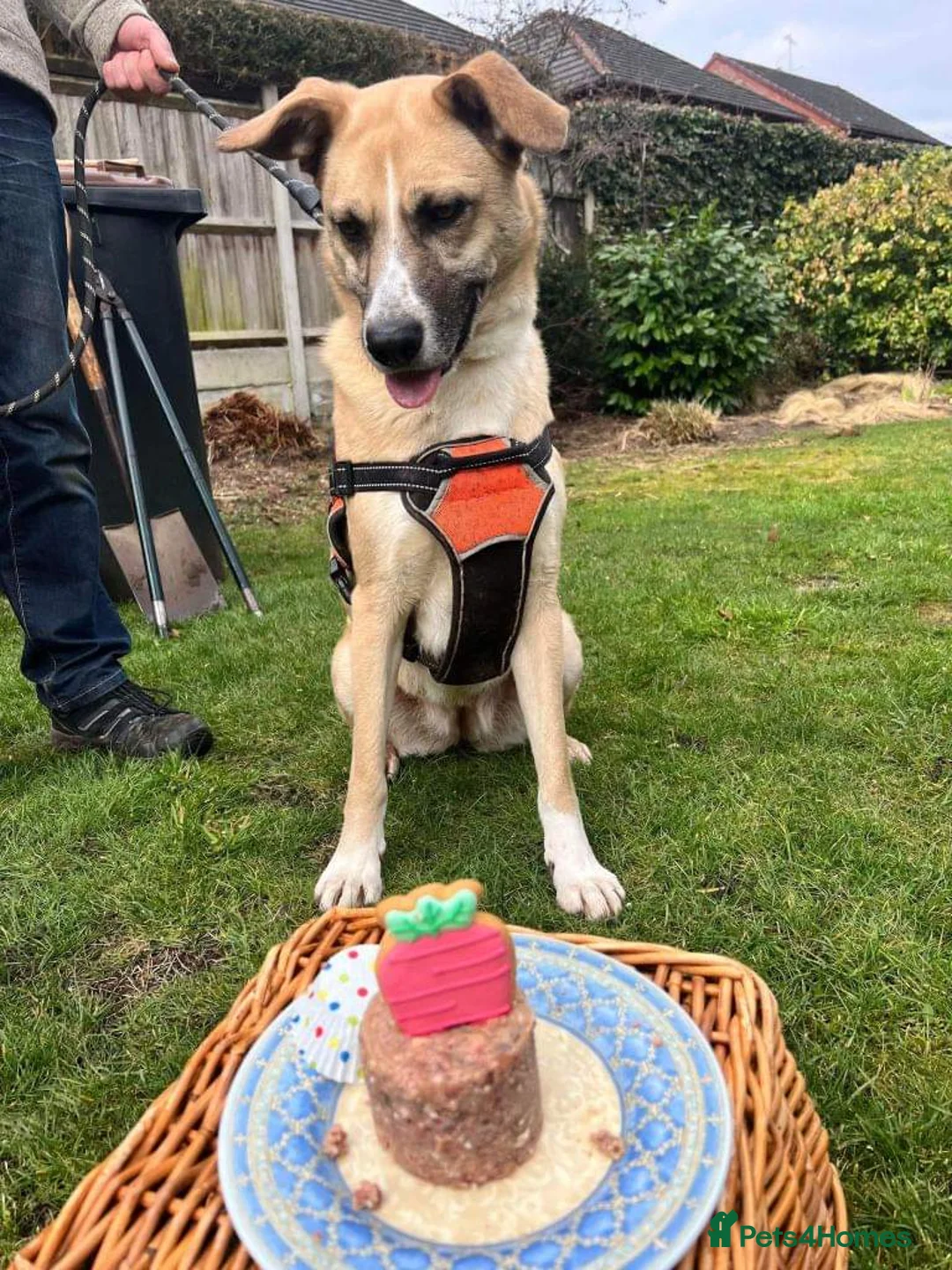 Mixed Breed dogs for adoption: Meet Ruma, currently residing in Cheshire  in Nantwich - Advert 2