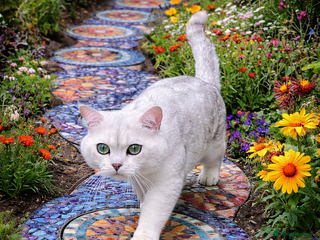 British Shorthair cats GCCF BSH (NS12) for stud in Ipswich - Advert 15