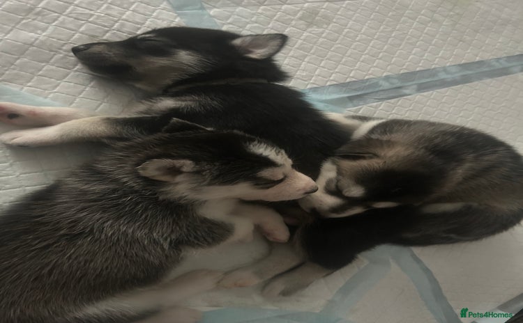 Siberian Husky dogs - Advert 8