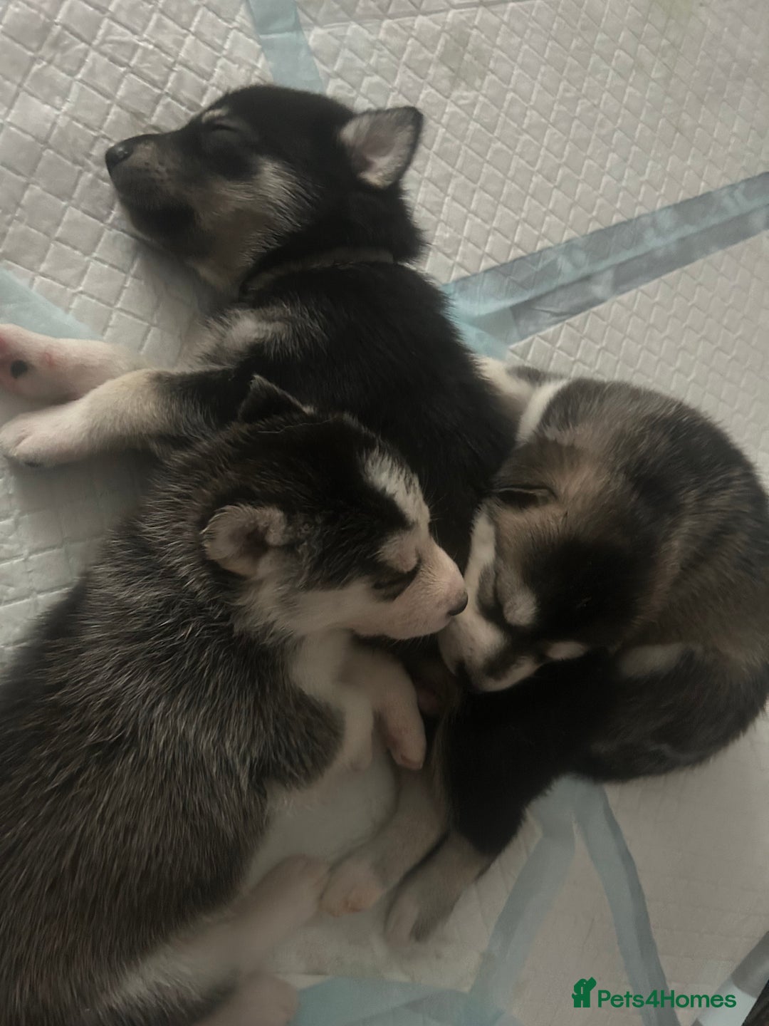 Siberian Husky dogs for sale: Beautiful husky puppies 2 girls & 4 boys left.  - Image 1