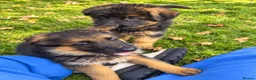 German Shepherd dogs for sale: World class German Shepherds - Advert 4