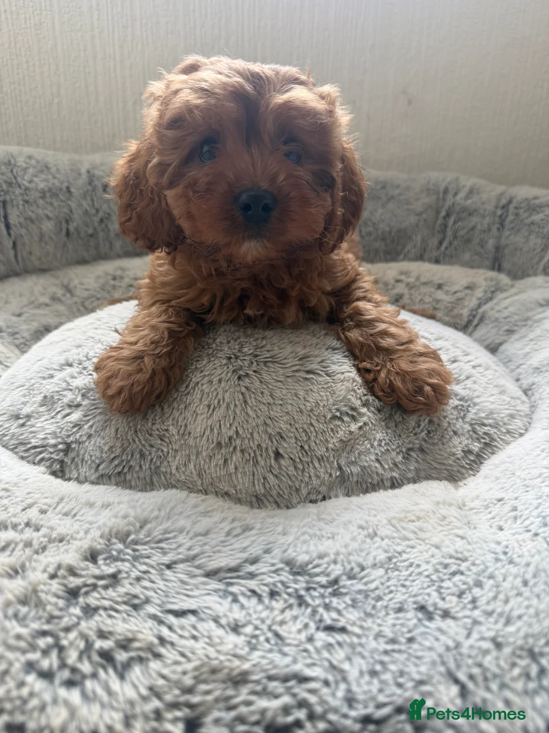 Cavapoo dogs for sale: 🐾 Exquisite F1 Cavapoo Puppies Available 🐾  - Advert 2