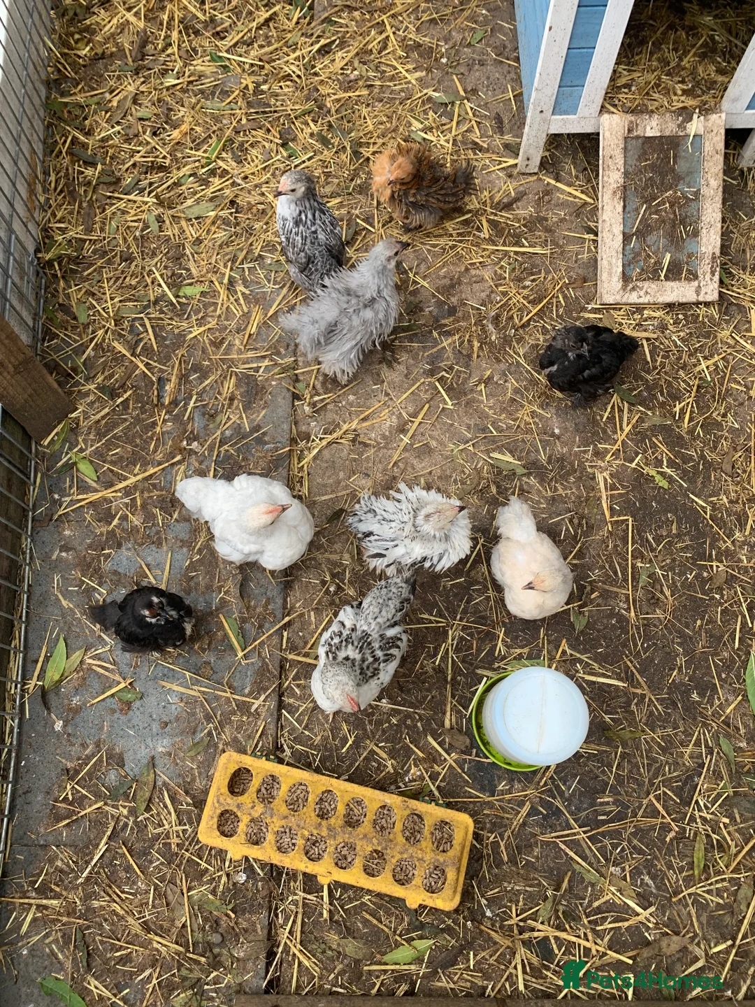 Chickens poultry for sale: Frizzle banthams - Advert 5