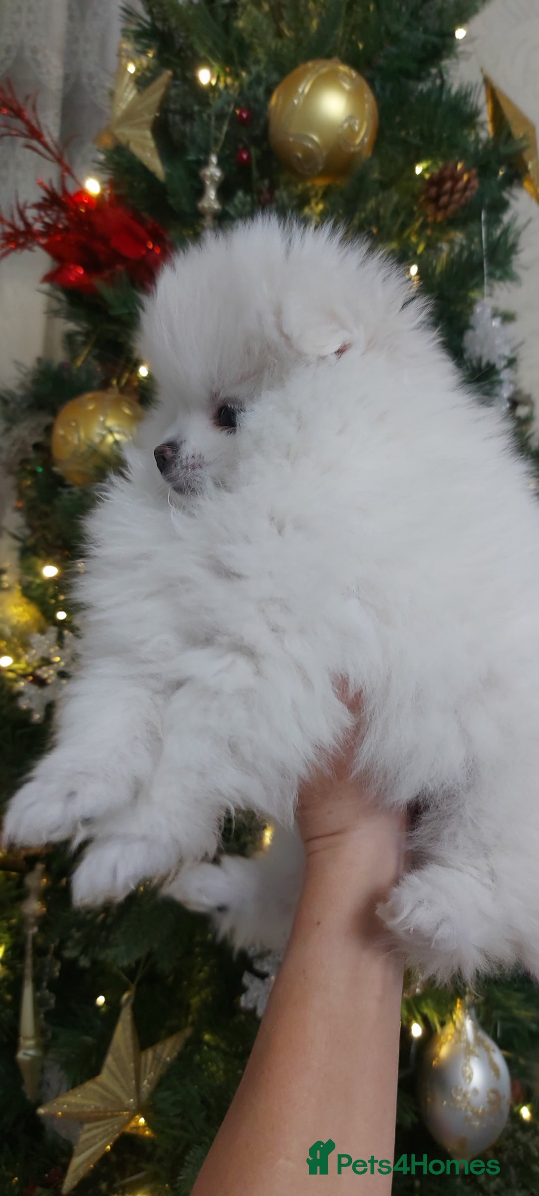Pomeranian dogs for sale: Russian baby pomeranian(only one girls left) 💕💝  - Advert 7