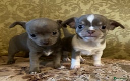 Chihuahua dogs for sale: Chihuahua girls from licensed breeder - Image 3