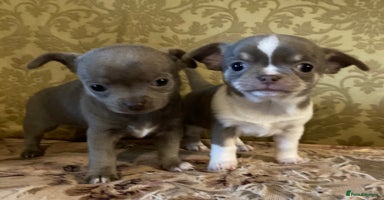 Chihuahua dogs - Advert 6
