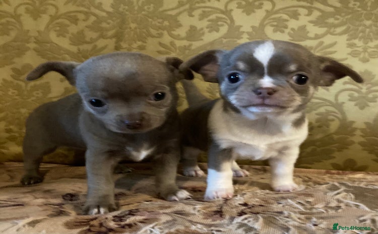 Chihuahua dogs - Advert 3