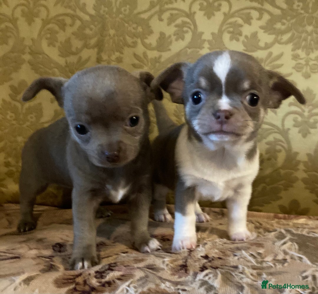 Chihuahua dogs for sale: Chihuahua girls from licensed breeder - Image 3