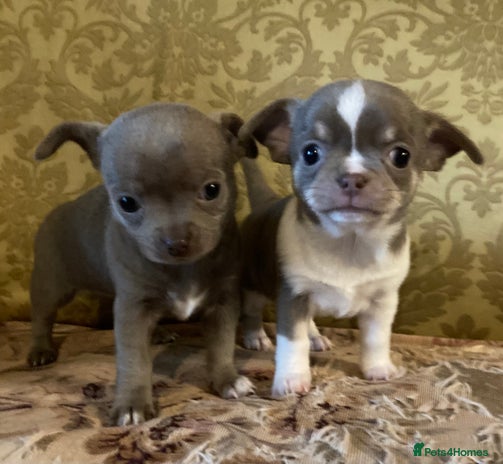 Chihuahua dogs - Advert 14