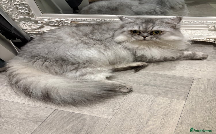 Persian cats - Advert 5