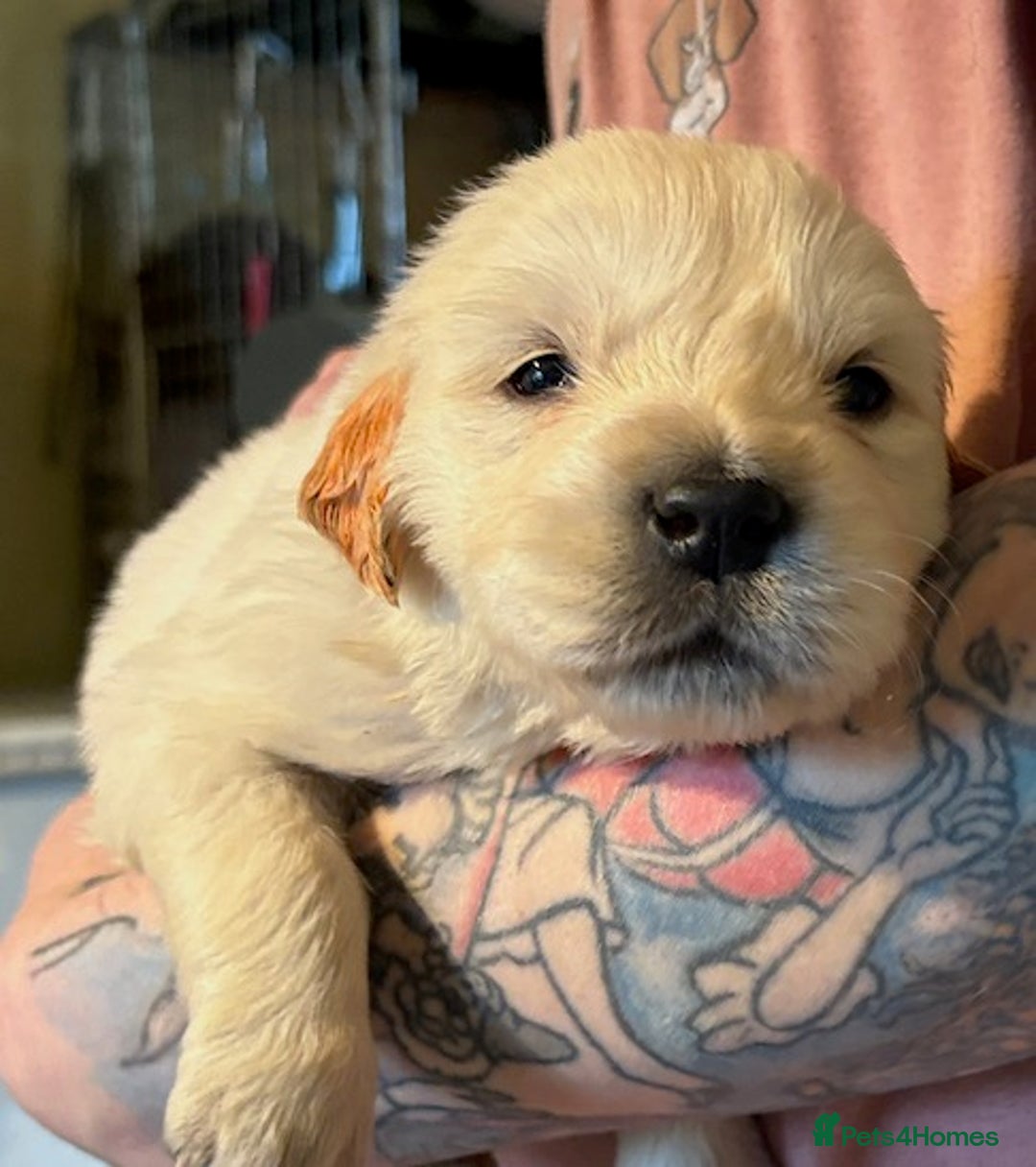 Golden Retriever dogs for sale: Gorgeous KC Registered Goldies. 5 Star Reg.Breeder - Advert 26