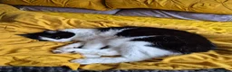 Mixed Breed cats for sale: Harvey - Advert 3