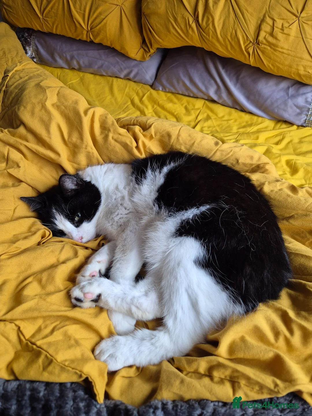 Mixed Breed cats for sale: Harvey - Advert 3