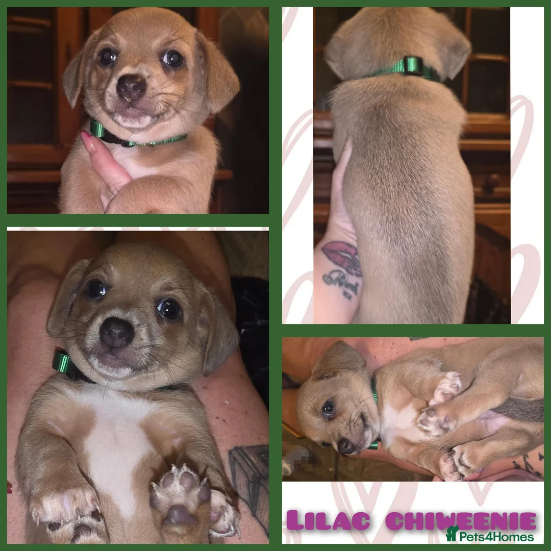 Dachshund dogs for sale: Cheeky Mini daschunds babies - Advert 2