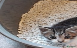 Mixed Breed cats for sale: Lovely Bengal x kittens for sale. - Advert 11