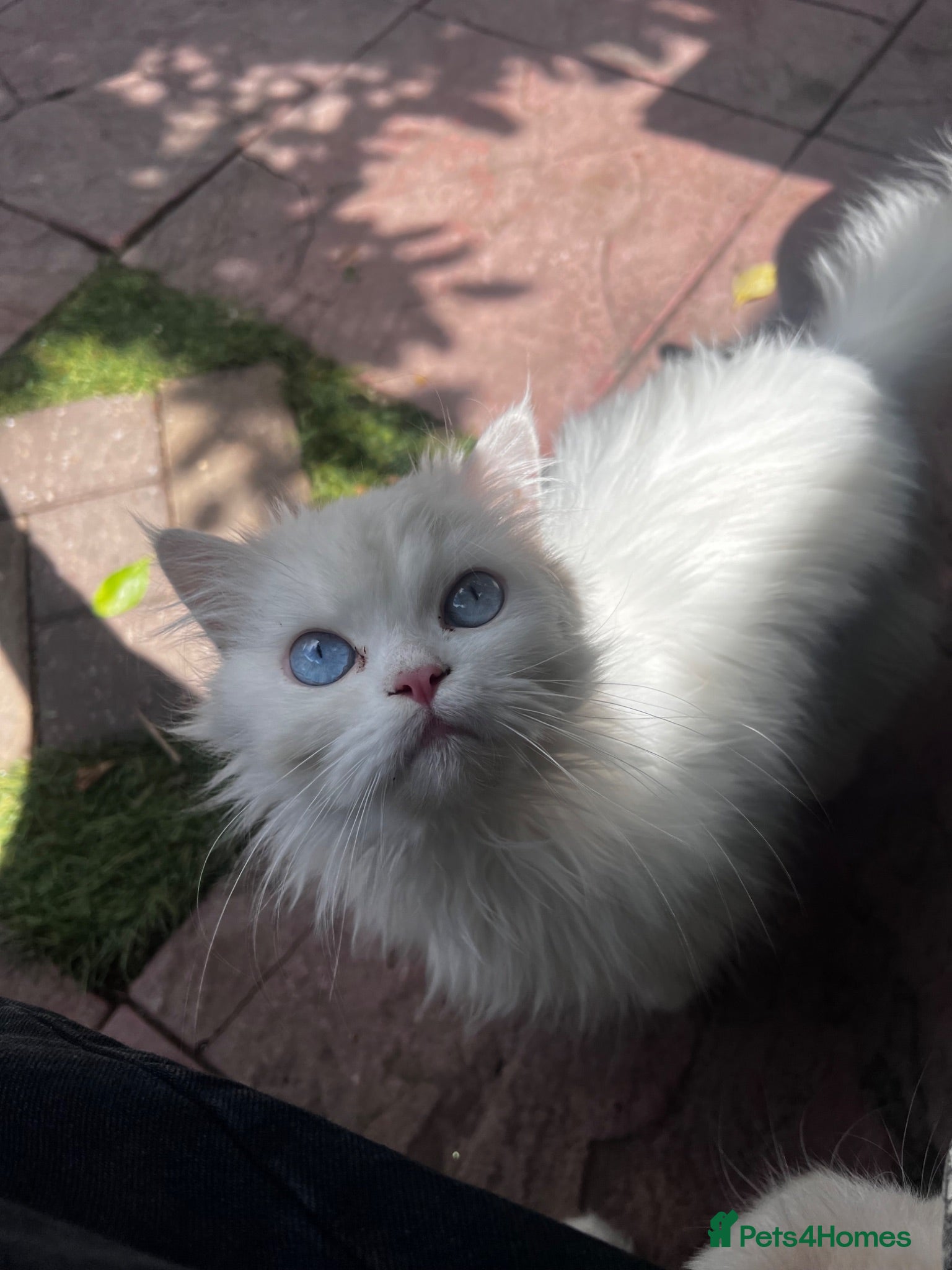 Mixed Breed cats Beautiful blue eyed Chinchilla x Persian - Advert 1