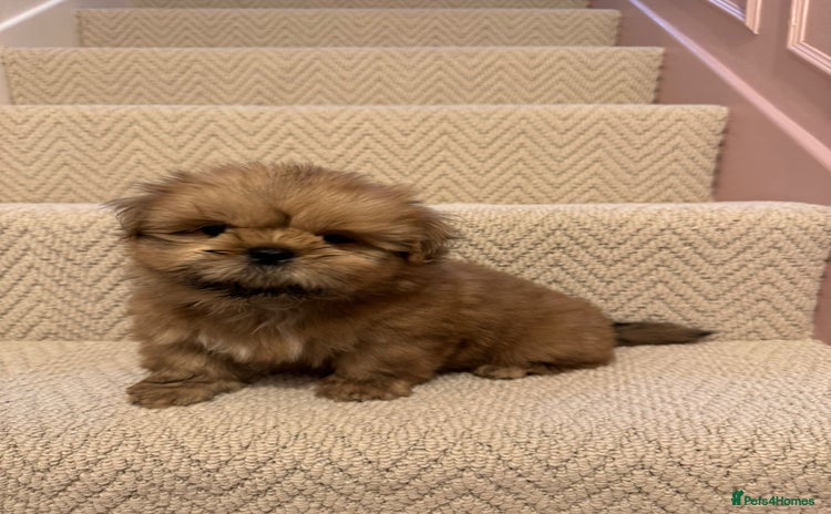 Shih Tzu dogs KC standard Shihtzu pups  - Advert 3