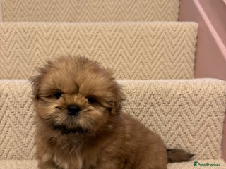 Shih Tzu dogs KC standard Shihtzu pups - Advert 18