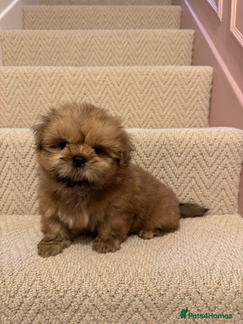 Shih Tzu dogs KC standard Shihtzu pups - Advert 3