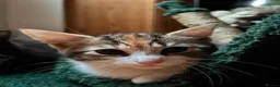 Mixed Breed cats for sale: Two gorgeous kittens looking for a home.  - Advert 16