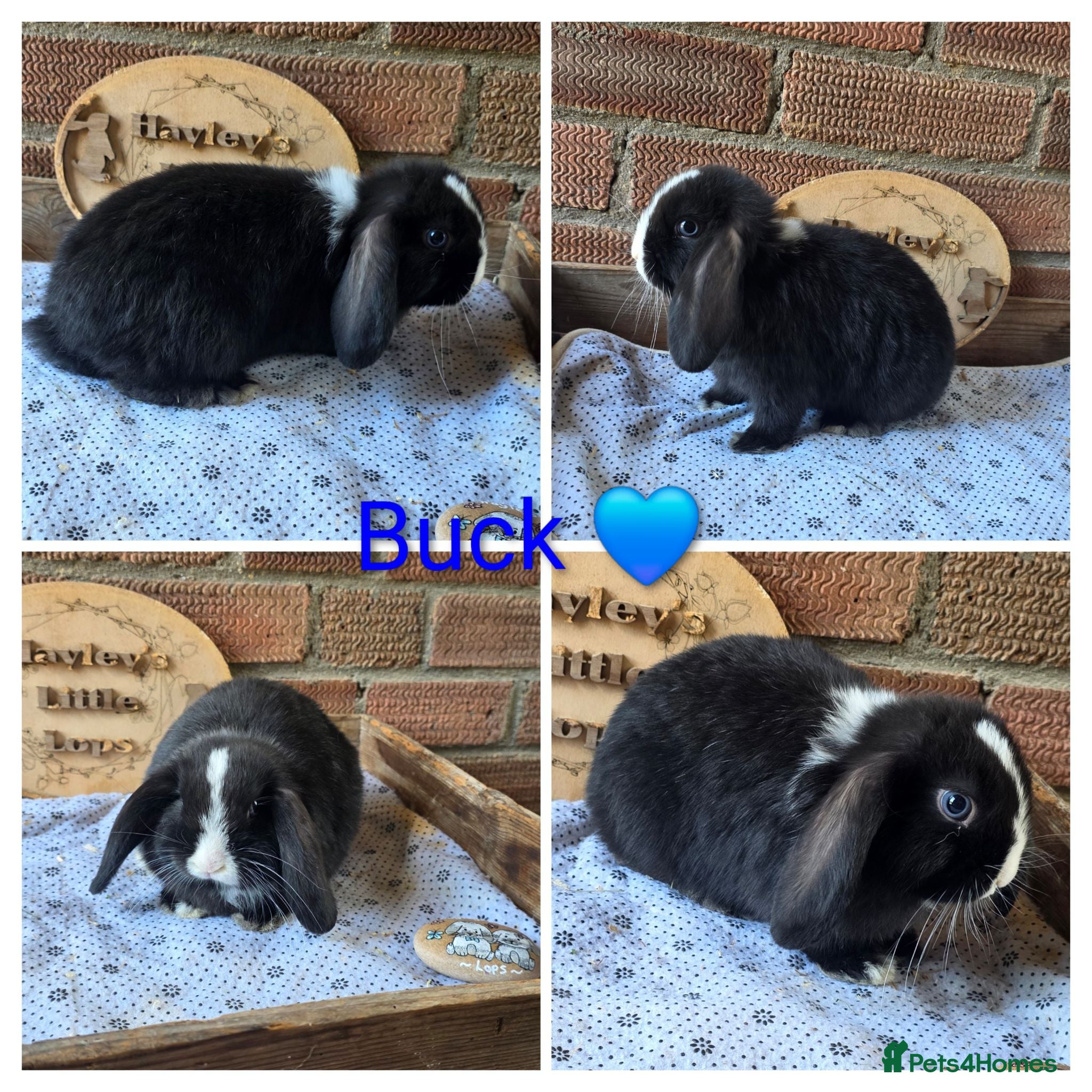 Mini Lop rabbits READY NOW Gorgeous pure breed mini lops  - Advert 2