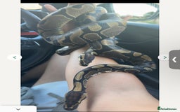 Snake reptiles for sale: Pair Of Ball Pythons - Image 1