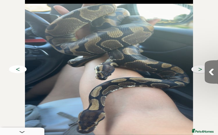 Snake reptiles - Advert 1