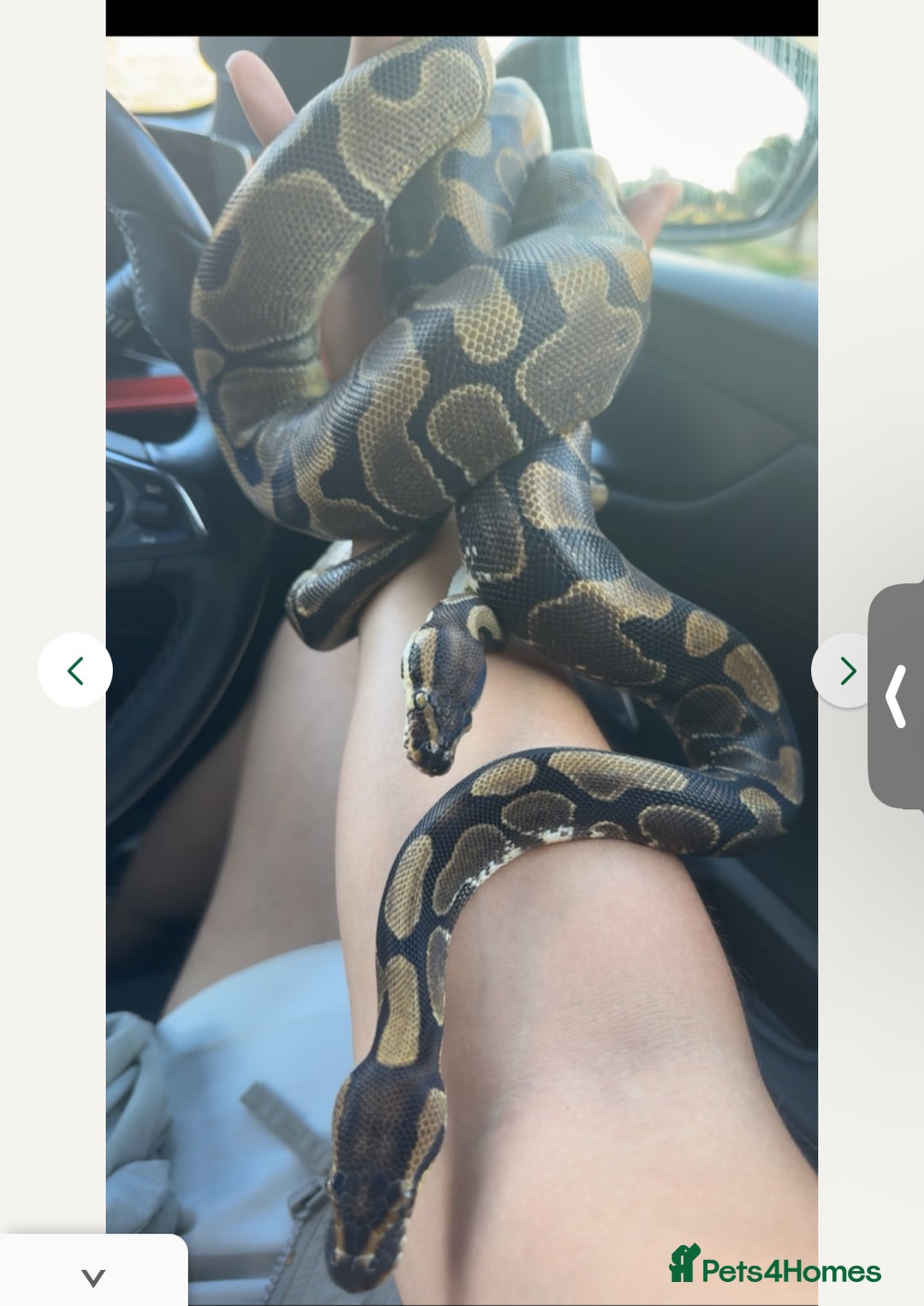 Snake reptiles for sale: Pair Of Ball Pythons - Image 1