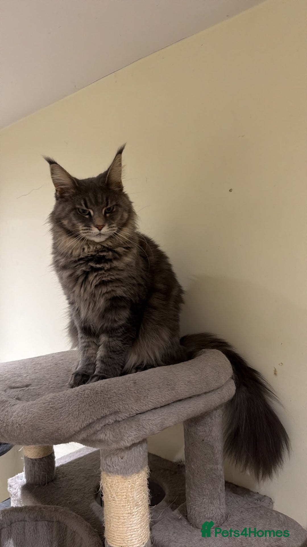 Maine Coon cats Friendly Maine Coon Female – Wonderful Family Cat - Advert 4