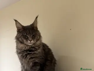 Maine Coon cats Friendly Maine Coon Female – Wonderful Family Cat - Advert 4