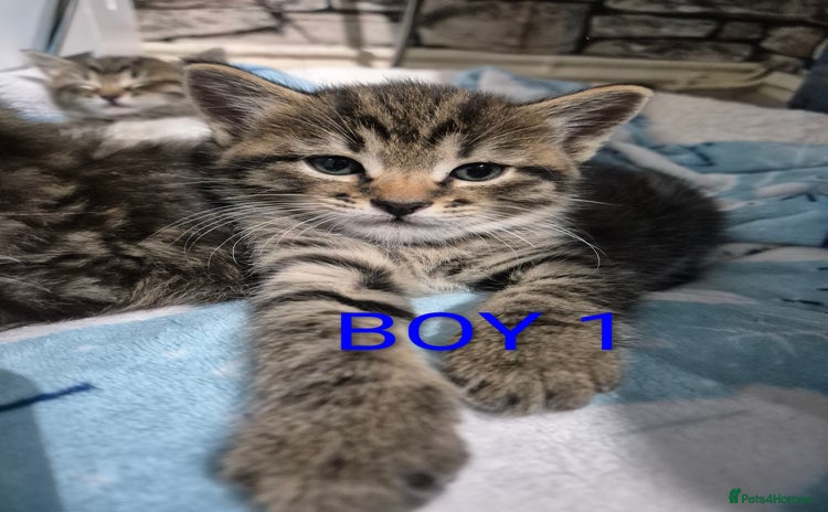 Mixed Breed cats - Advert 1