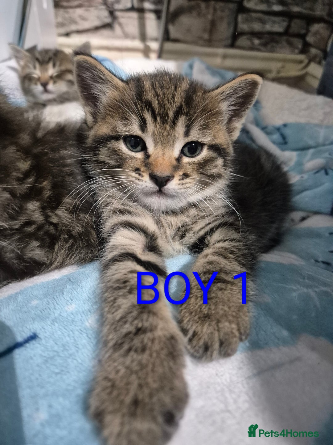 Mixed Breed cats for sale: kittens - Image 1