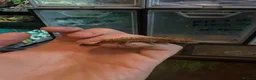 Gecko reptiles for sale: 🦎 Baby Crested Geckos Available 🦎 - Advert 5