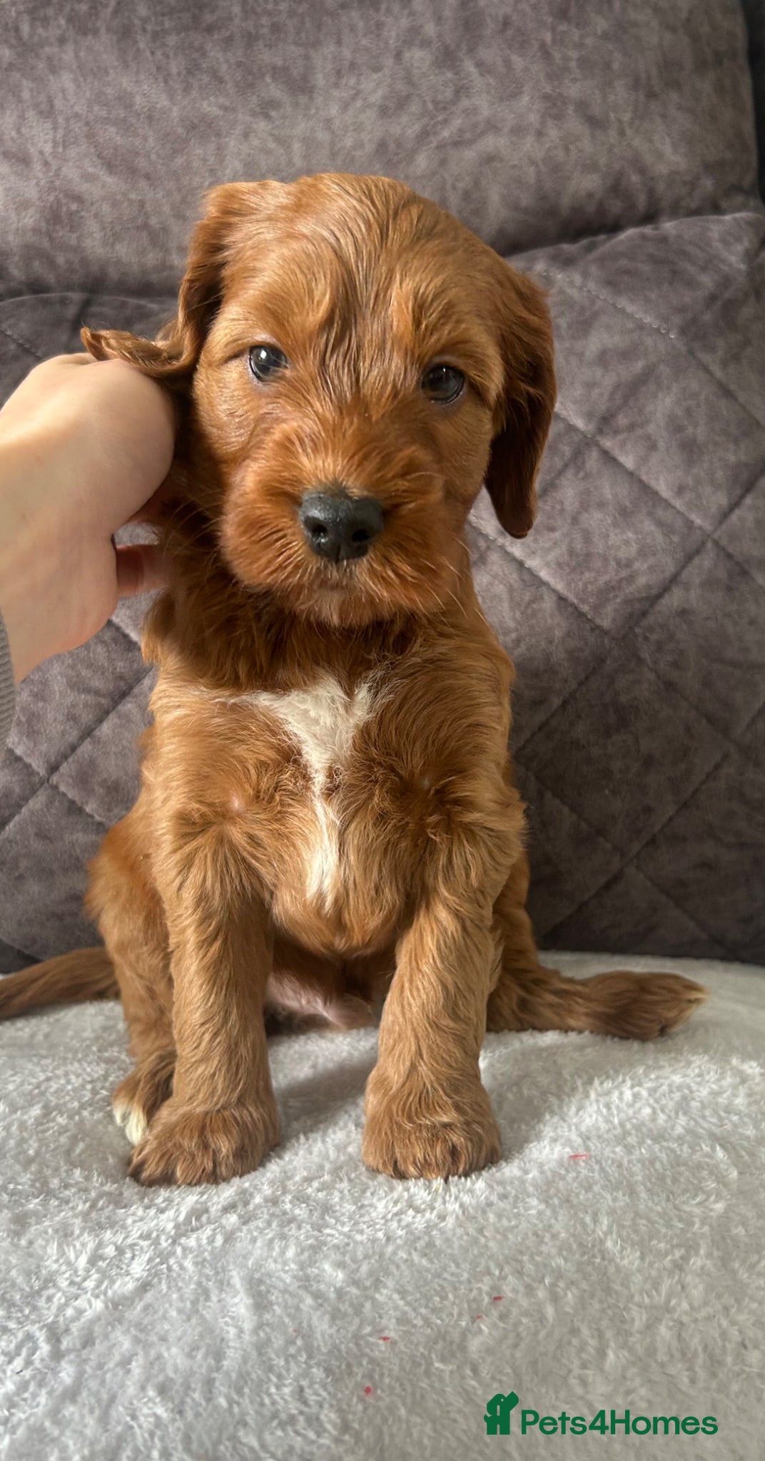 Irish Doodle dogs 9 left! Beautiful F1 miniature Irish doodles  - Advert 2