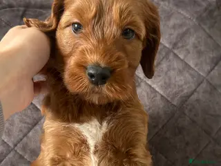 Irish Doodle dogs 9 left! Beautiful F1 miniature Irish doodles - Advert 2