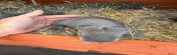 French Lop rabbits for sale: French Lop x Continental Giants 🩶🧡 - Advert 13