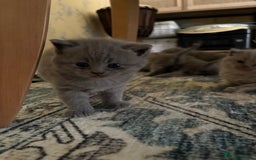 British Shorthair cats for sale: Gorgeous British shorthairs for sale  - Image 3