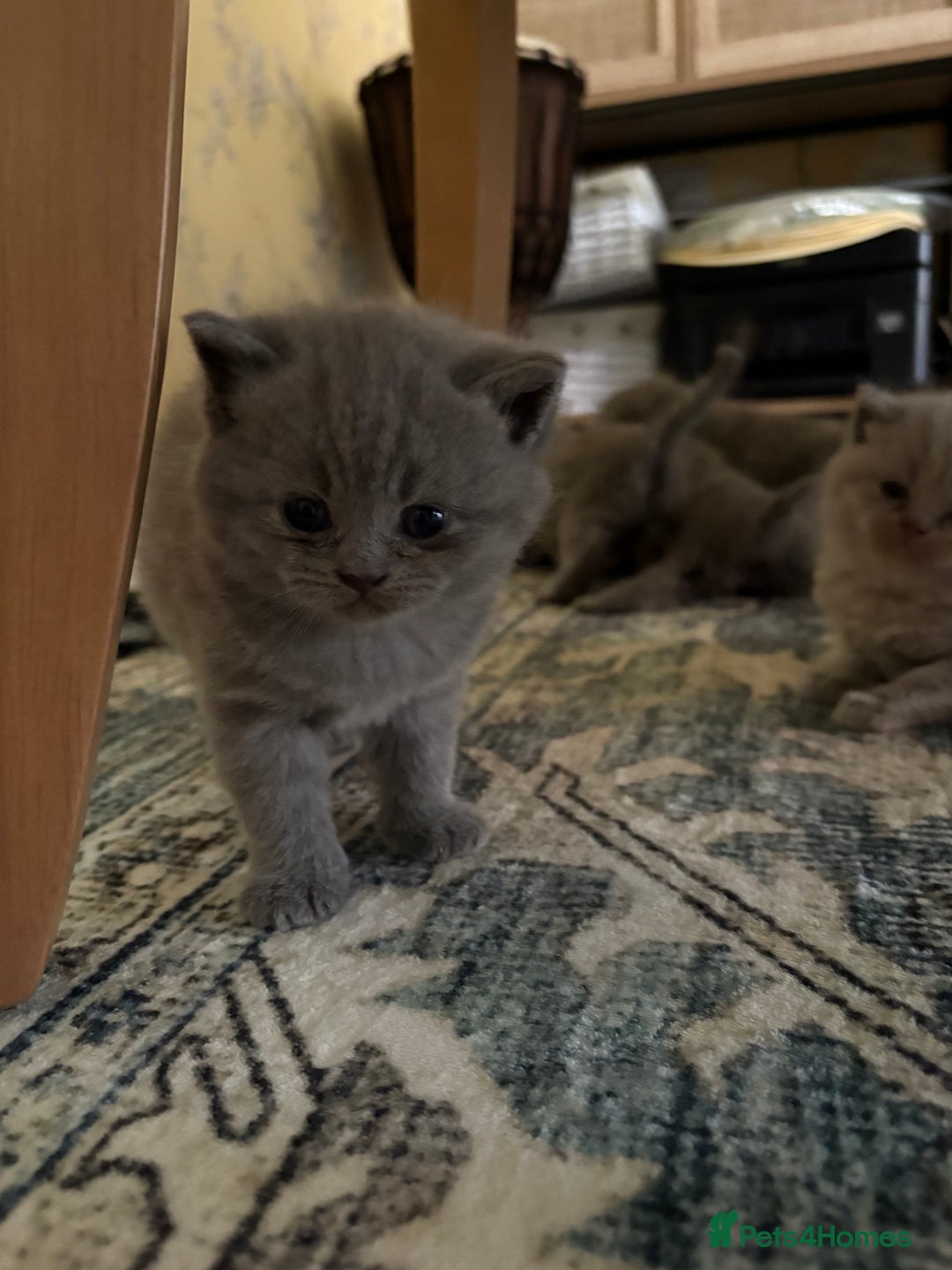 British Shorthair cats for sale: Gorgeous British shorthairs for sale  - Image 3