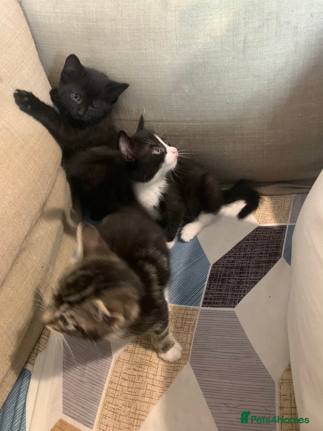 Mixed Breed cats for sale: Mixed breed kittens for sale - Image 3