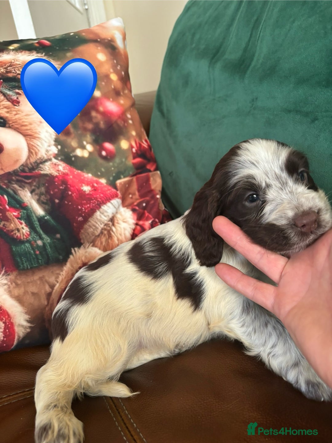 Sprocker dogs for sale: Sprocker  - Advert 3