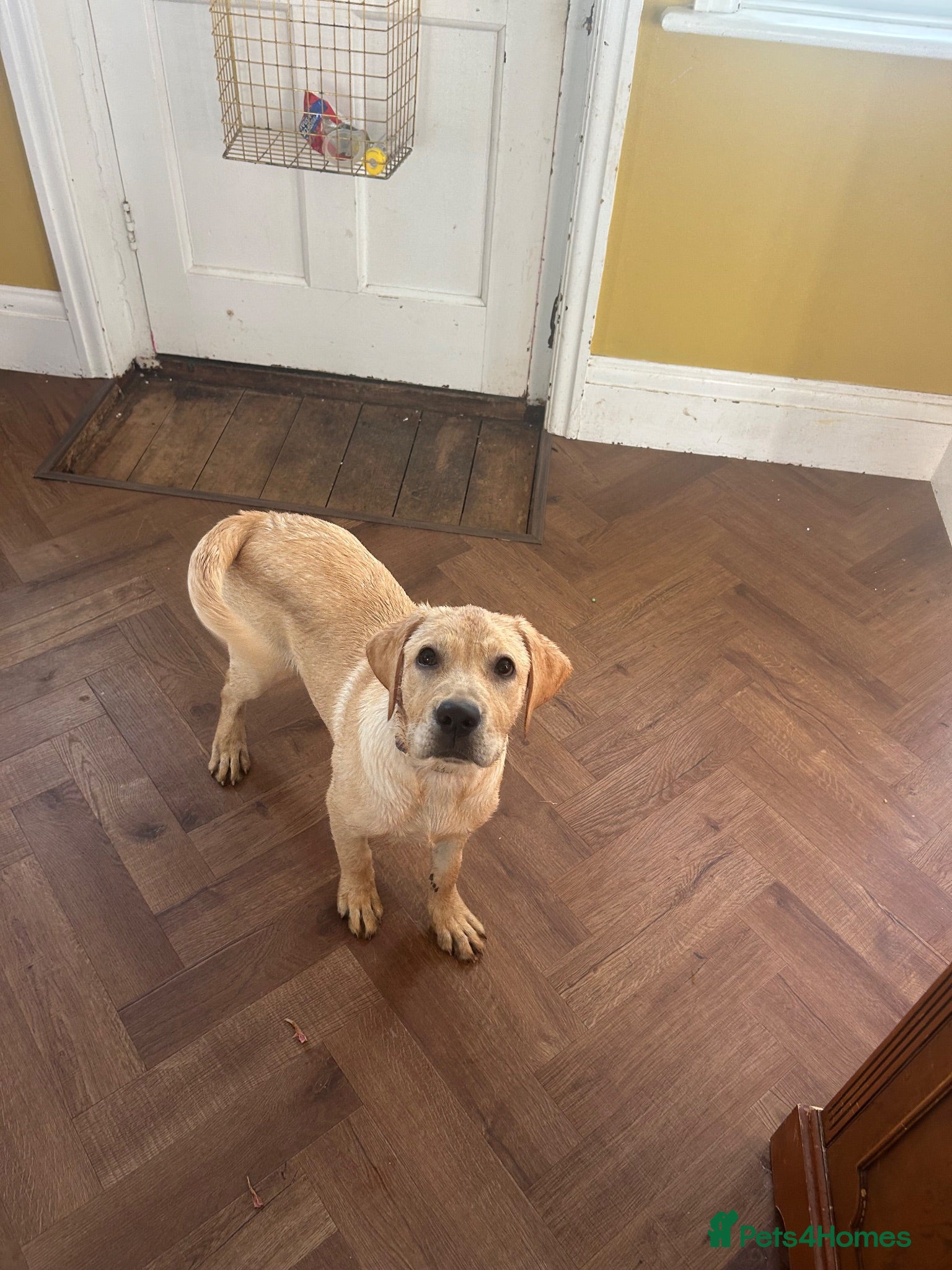 Labrador Retriever dogs Lovely female lab, sale due to allergies. - Advert 8