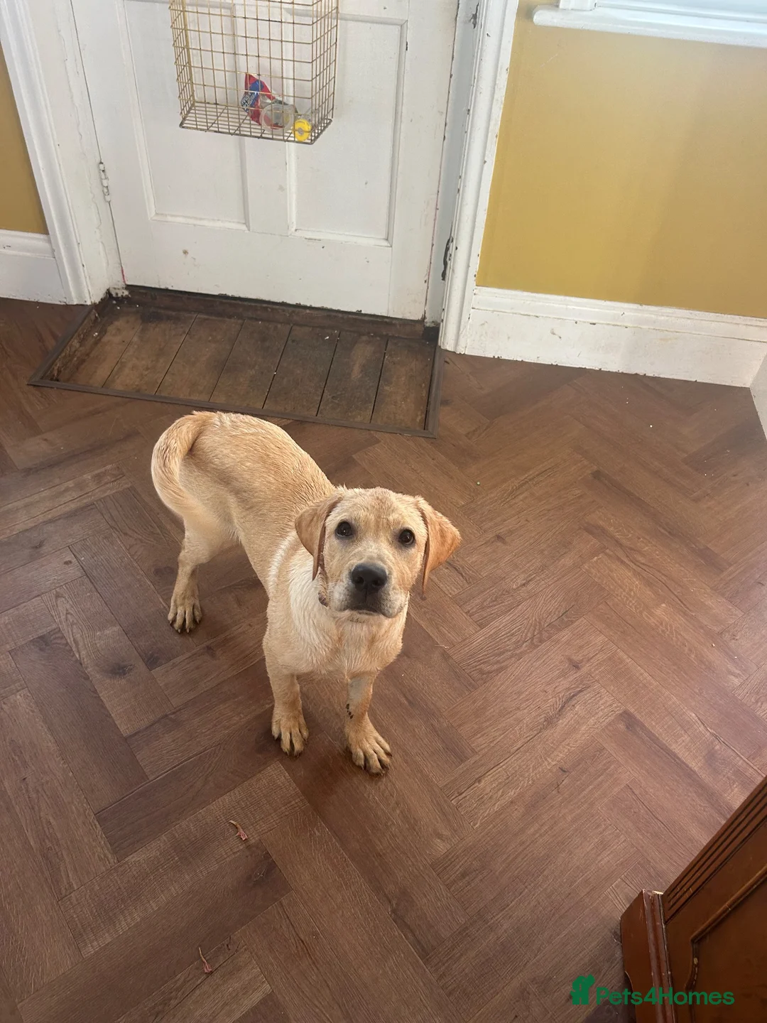Labrador Retriever dogs for sale: Lovely female lab, sale due to allergies. in Arundel - Advert 1