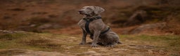 Weimaraner dogs for stud: Proven Stunning kc registered weimaraner for stud  in West Bromwich - Advert 13