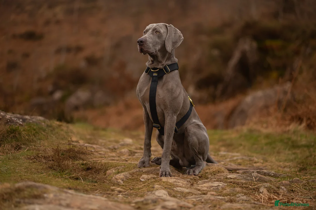 Weimaraner dogs for stud: Proven Stunning kc registered weimaraner for stud  in West Bromwich - Advert 13