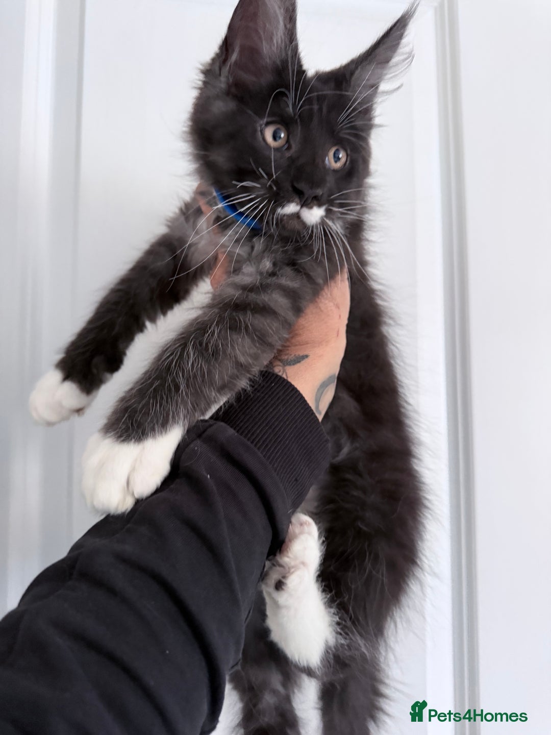 Maine Coon cats for sale: Pedigree Kittens Available RTL now  - Image 4