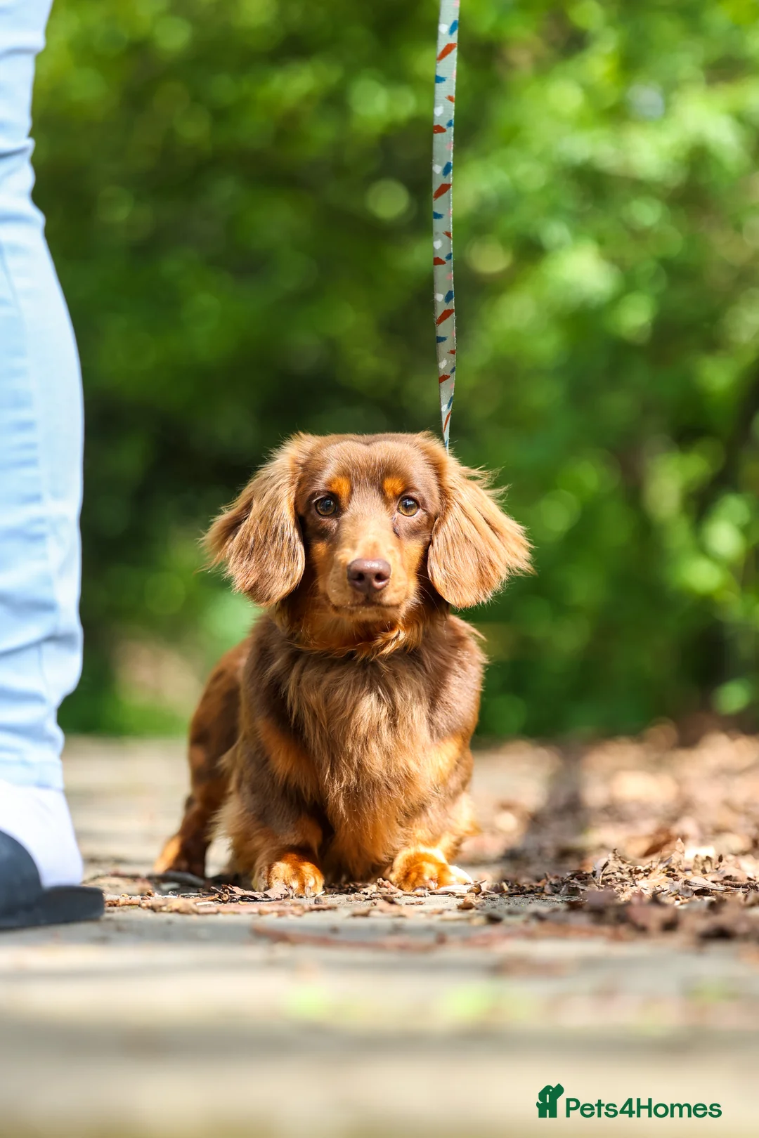 Miniature Dachshund dogs for stud: SLINKY (stud) in Liverpool - Advert 4