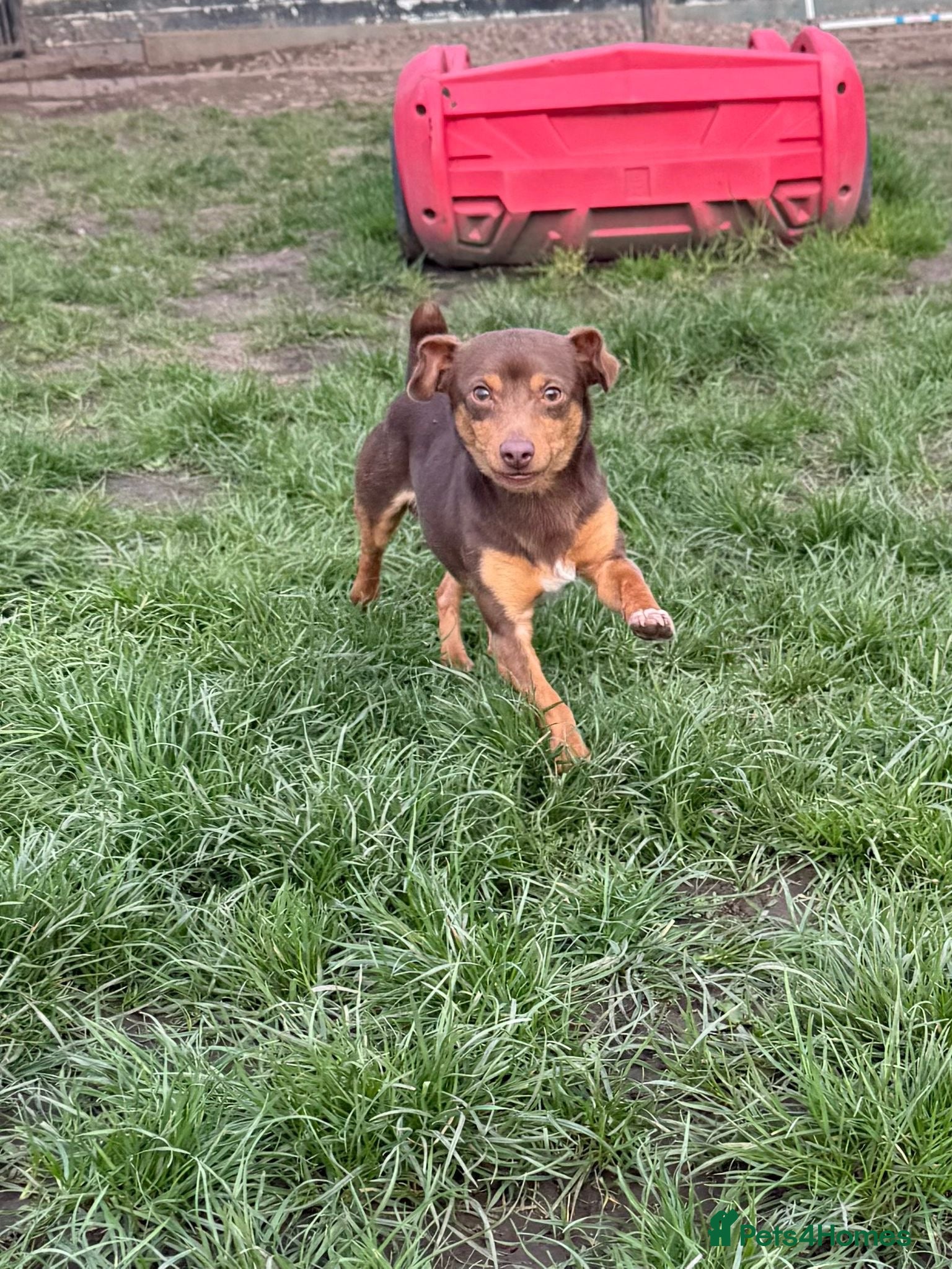 Jack Russell dogs Jack Russell (Stud) - Advert 1