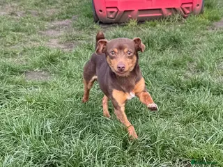 Jack Russell dogs Jack Russell (Stud) - Advert 1