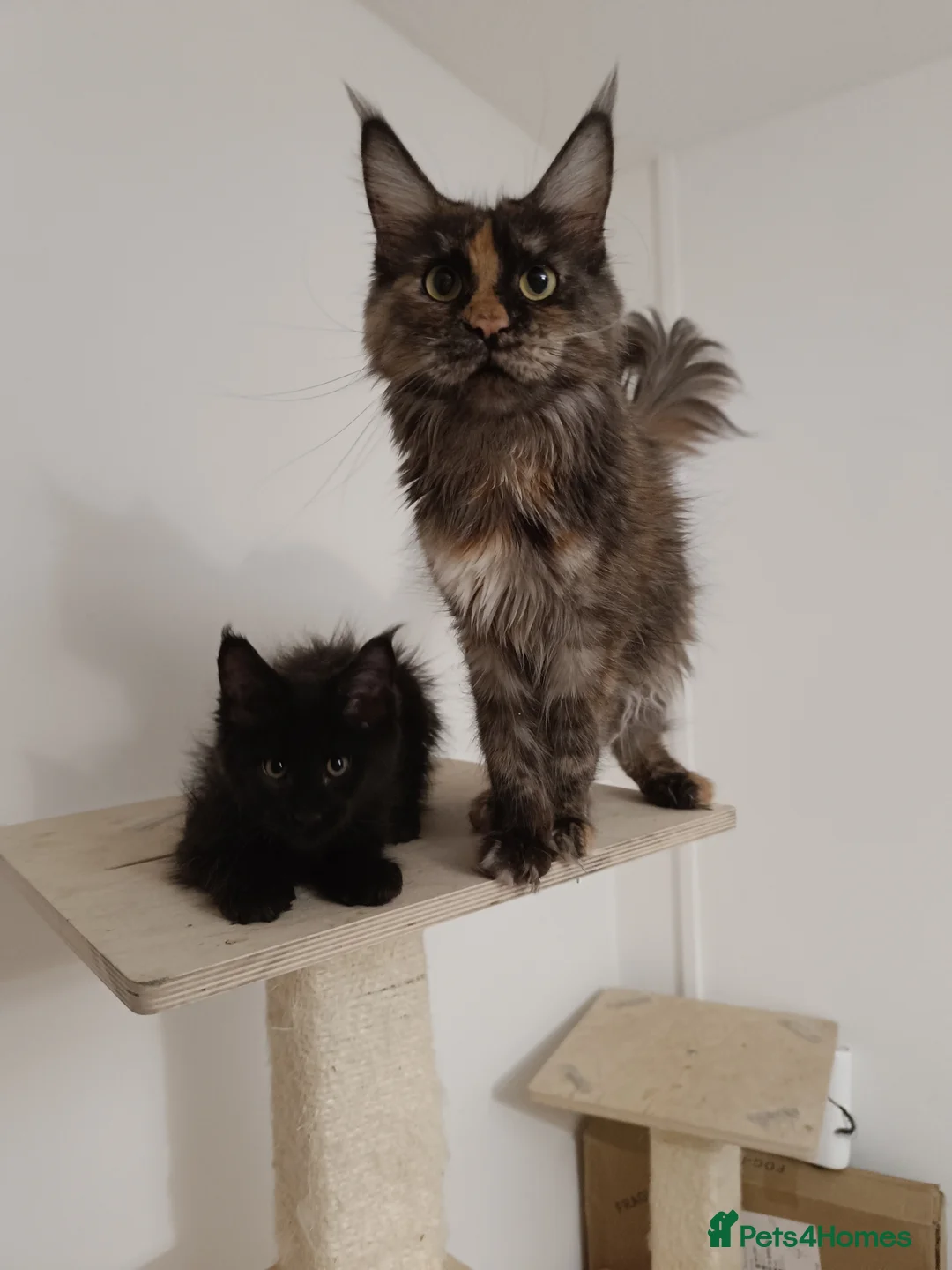 Maine Coon cats for sale: Maine Coon kittens boy and girl  - Advert 12