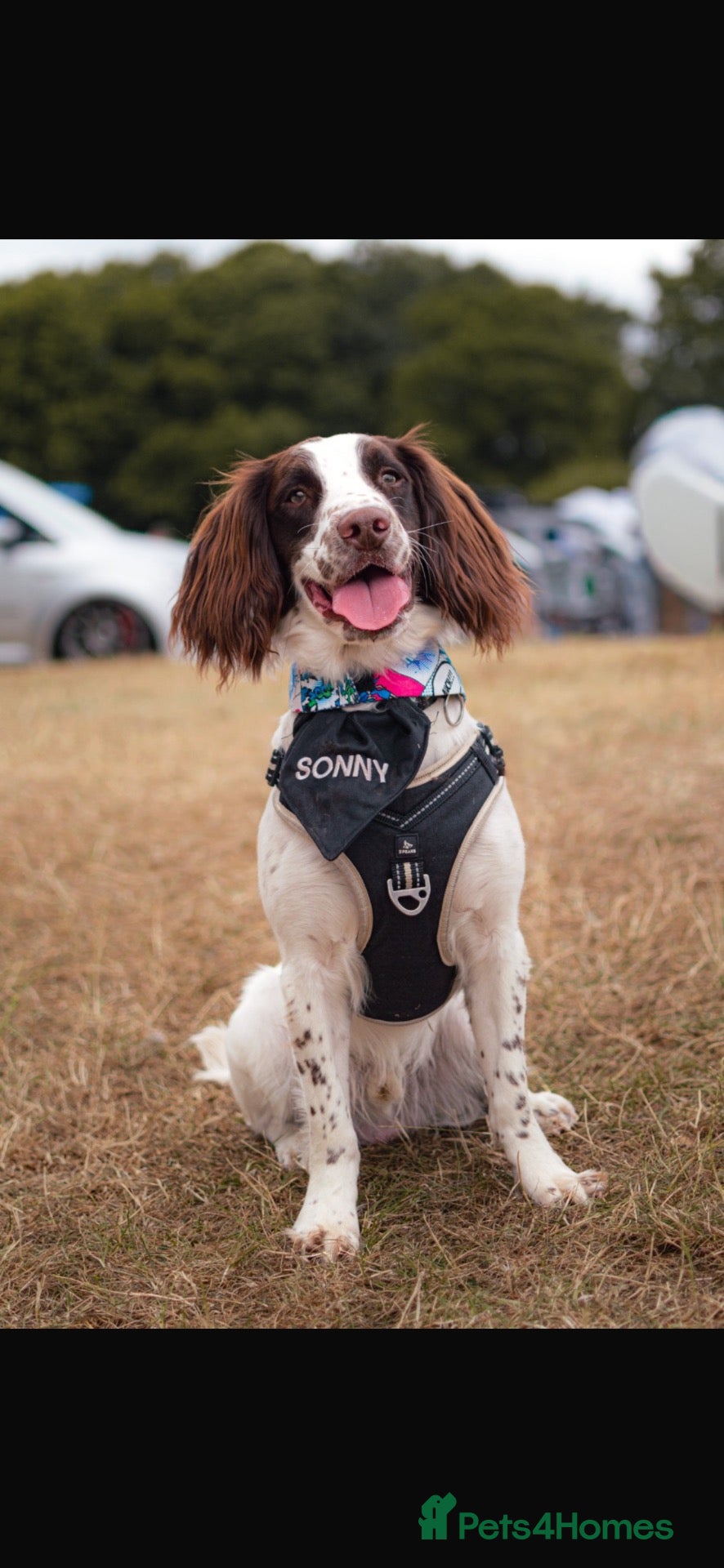 English Springer Spaniel dogs English springer spaniel - Advert 1